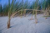 201108142044-AJS_7500.jpg